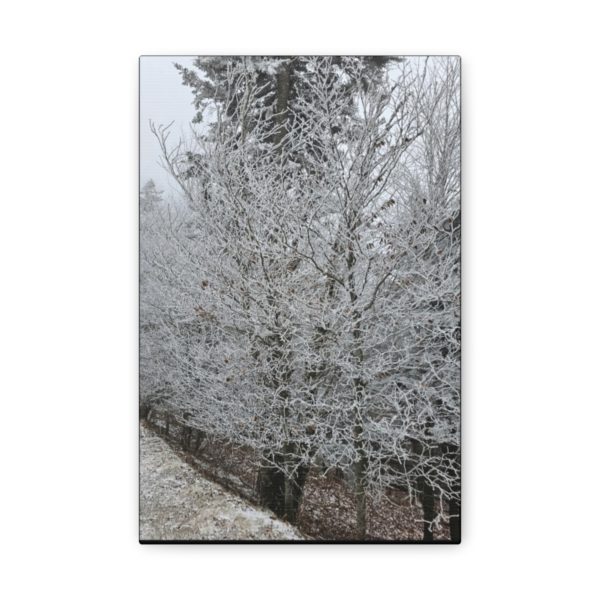 Iced Over Trees Wall Decor | Icy Trees | Ice Covered Trees | Wall Art | Art Poster Art Print